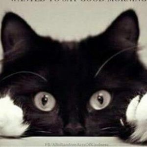 Meet your Posher, Philip